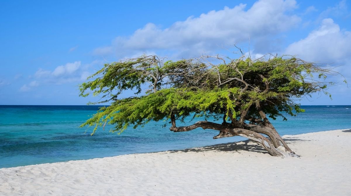Divi-divi tree on a white sand beach in Aruba
