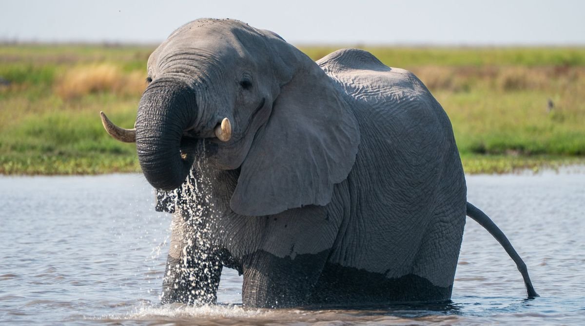 Elephant wading through water in Botswana