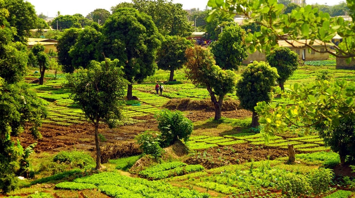 Green fields and trees in the countryside of Burkina Faso