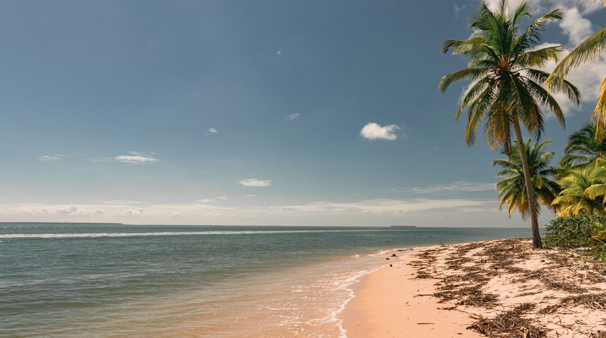 Palm tree above a sandy beach in French Guiana