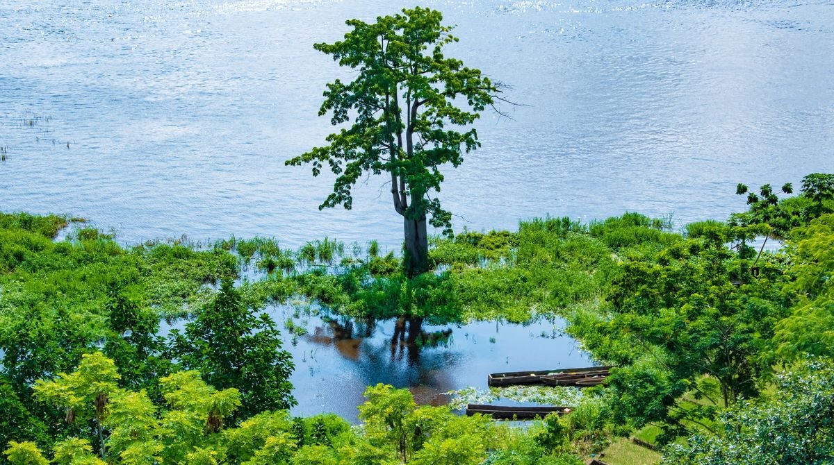 Tree standing in the river among green vegetation